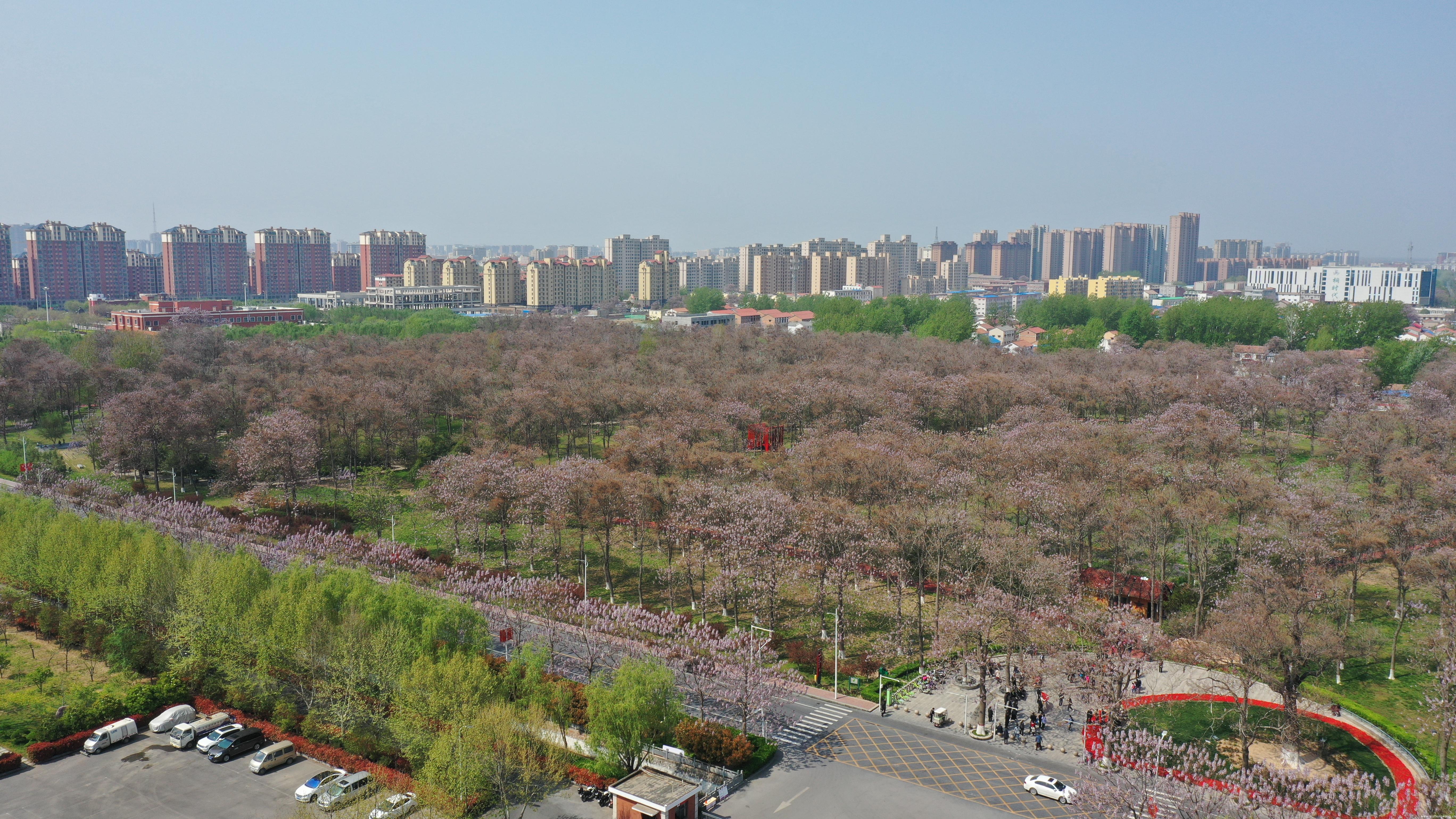 焦裕禄干部学院门前桐花盛开