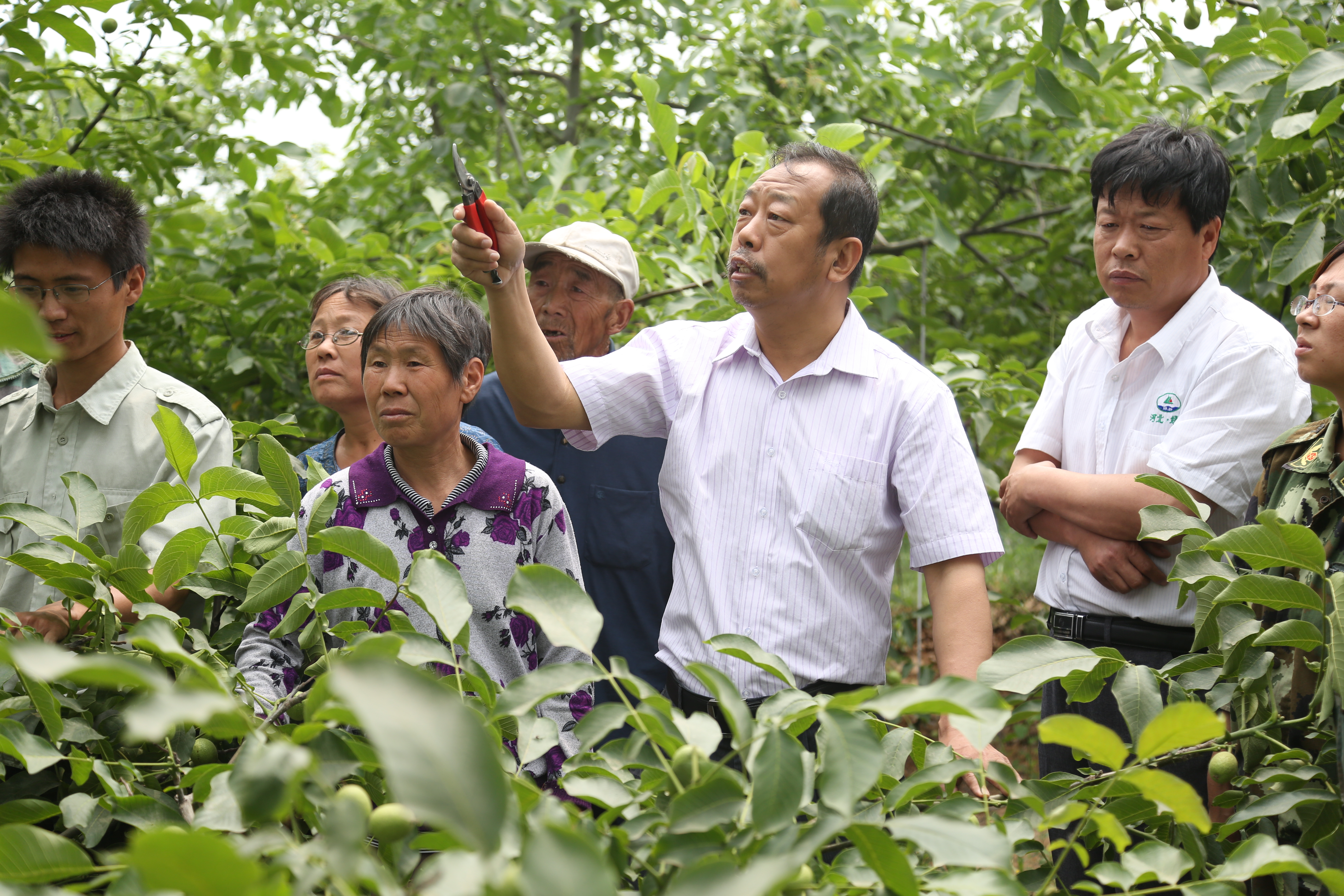 李保国教授在核桃生产基地做现场指导.JPG