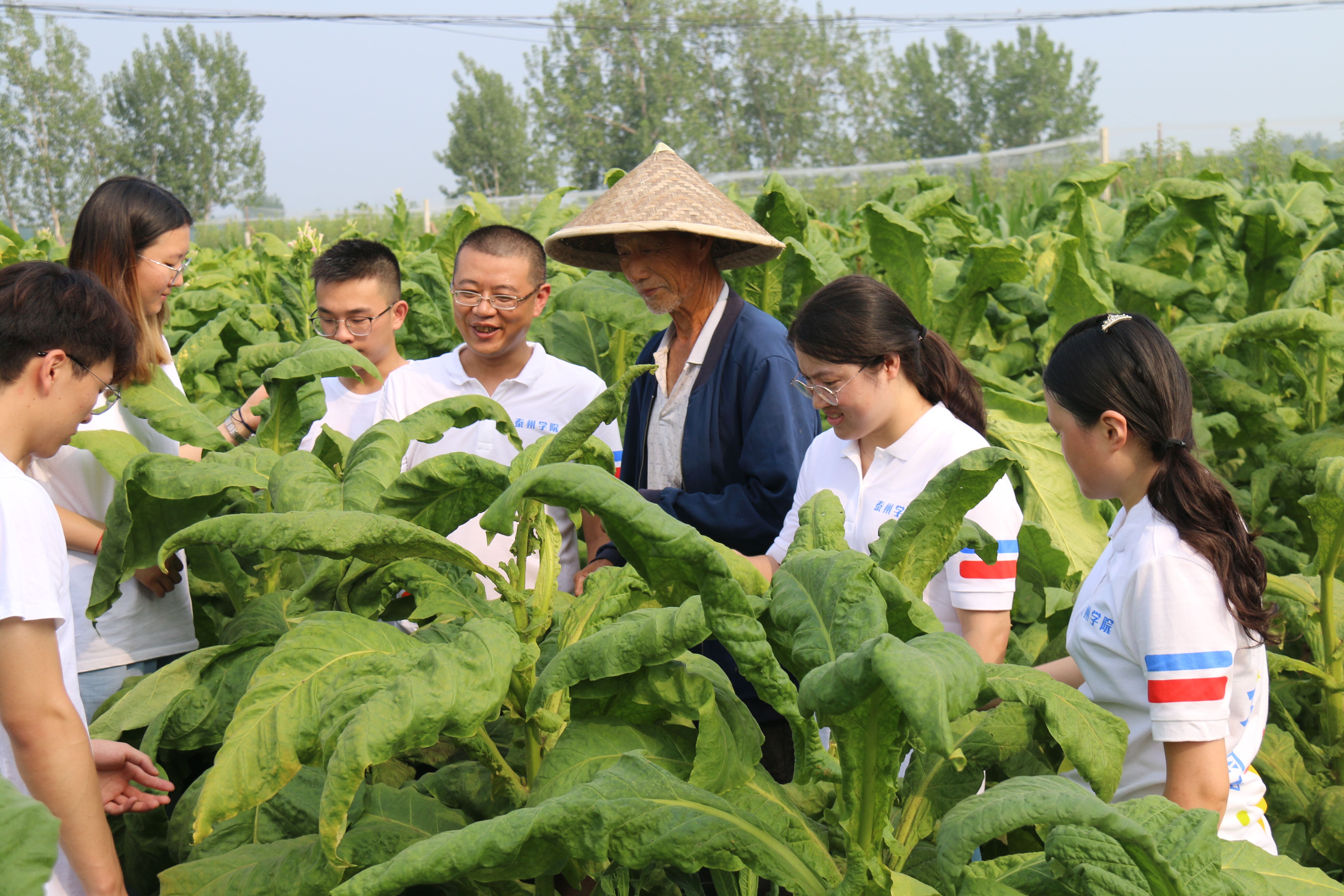 党日活动-社会实践-农田1.jpg