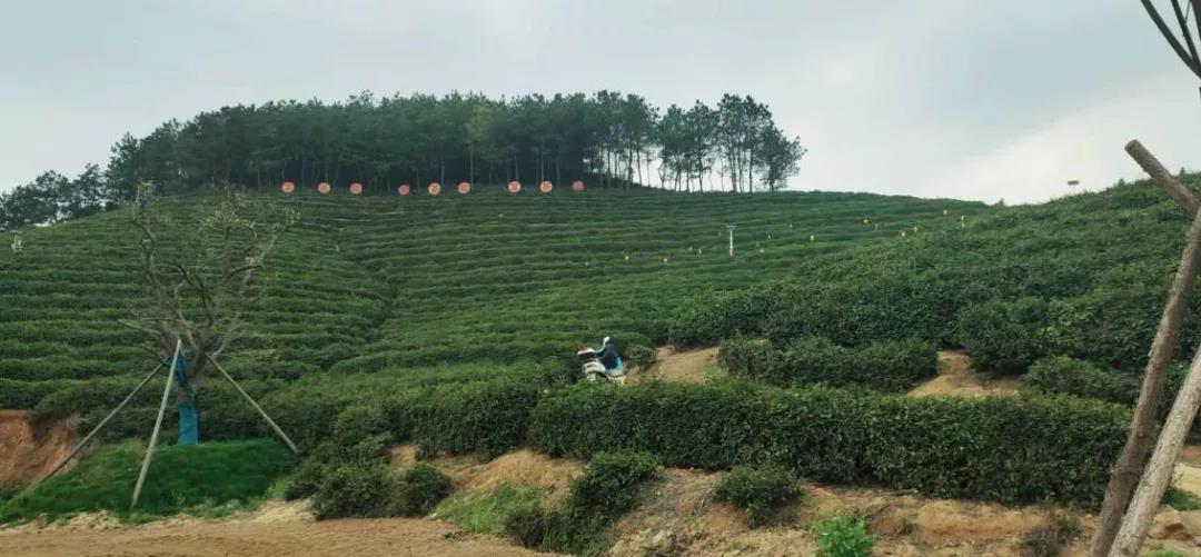 带领光山县脱贫致富的油茶种植园.jpg