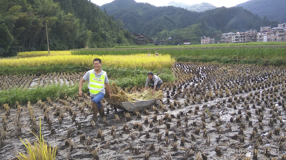 2018年9月时任江竹村第一书记史建强帮助贫困户收稻谷.jpg